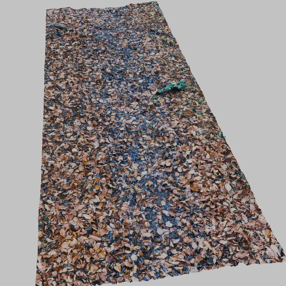 Forest Ground Path Leaves Photoscan