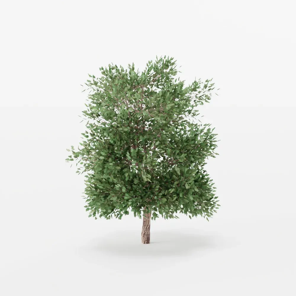 Maple Tree 02