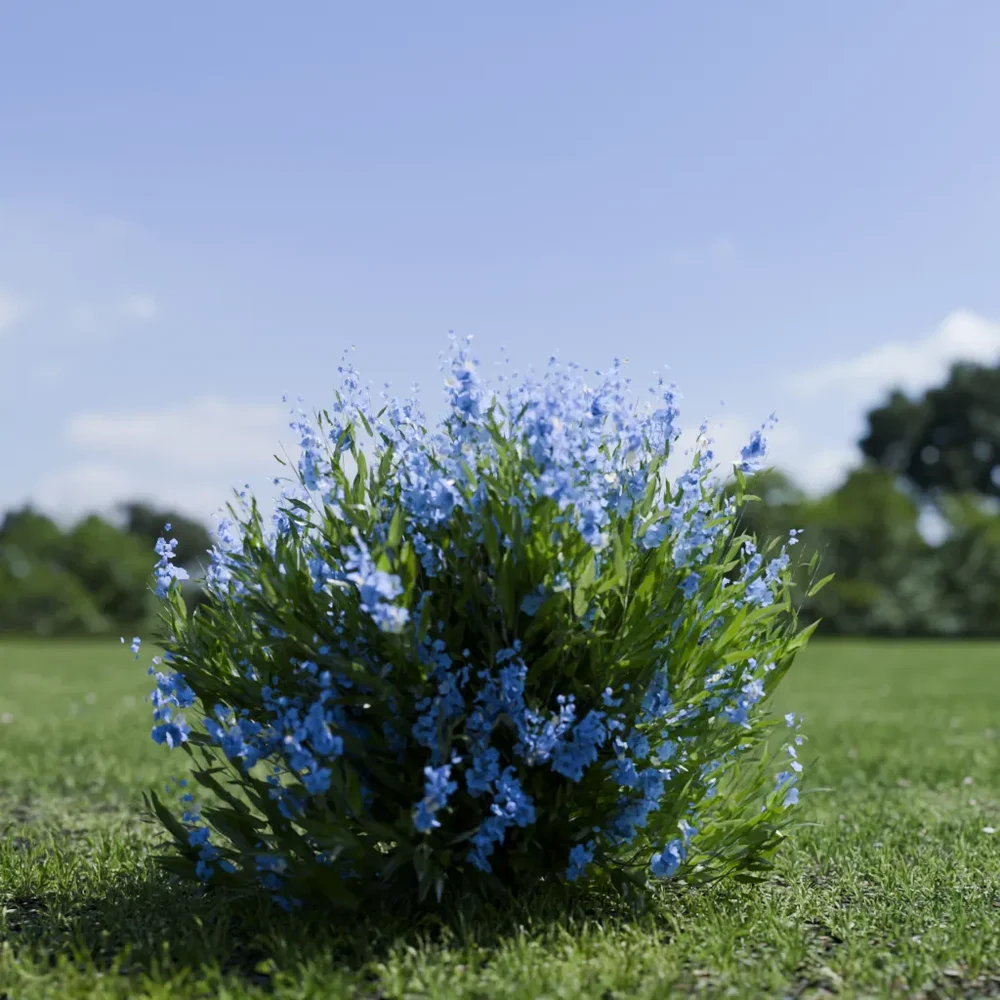 Shurb - Caryopteris Bluebeard Animated