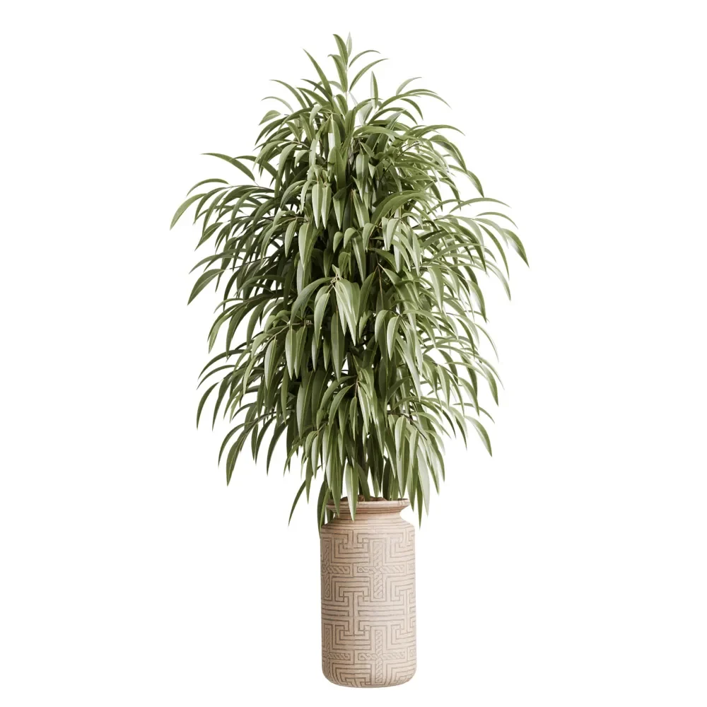 Ficus Binnendijkii Alii Maclellandii4