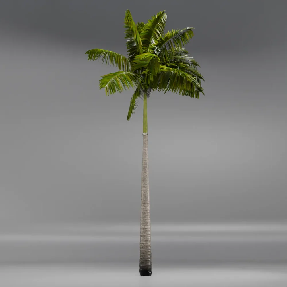 Imperial Palmtree