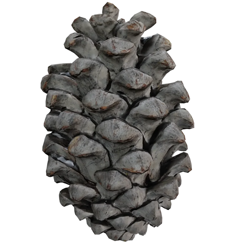 Pine Cone