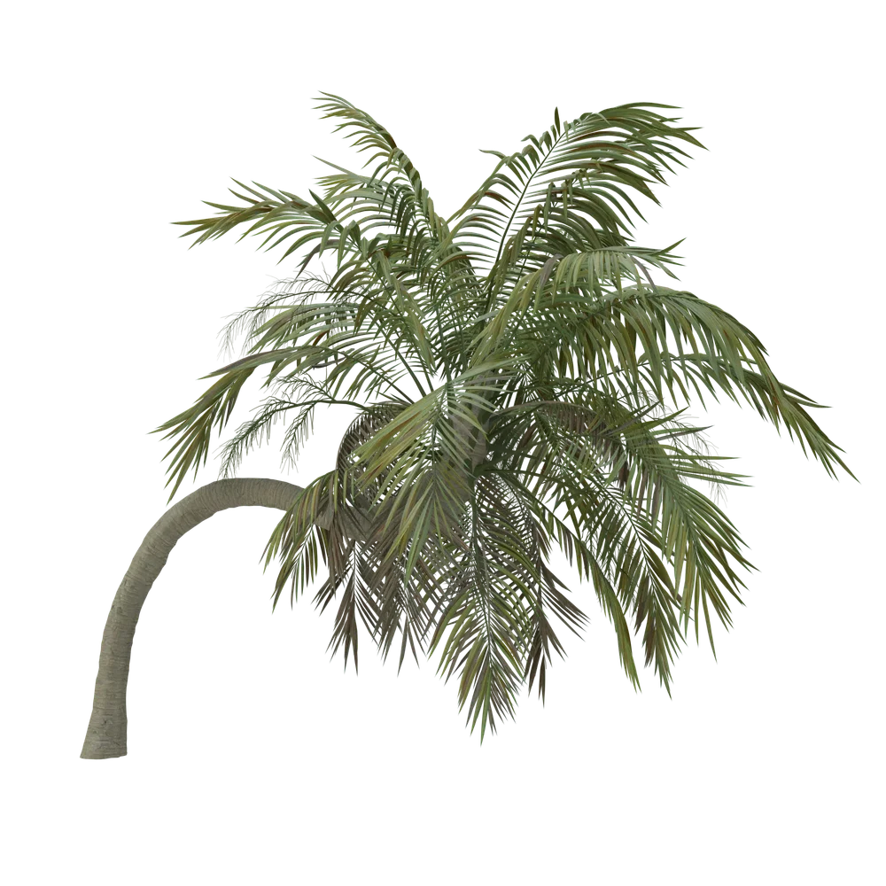 Howea Belmoreana
