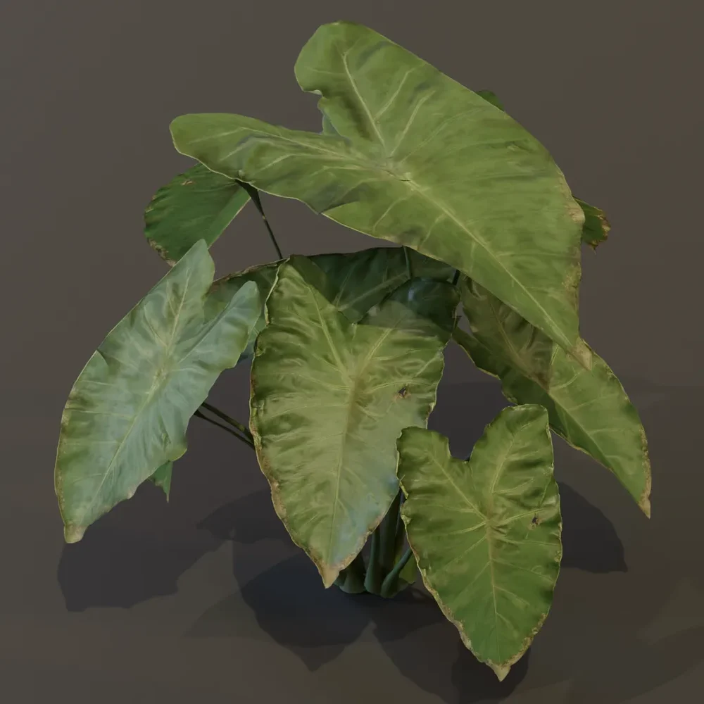 Elephant Ear Taro Plant Grown Var