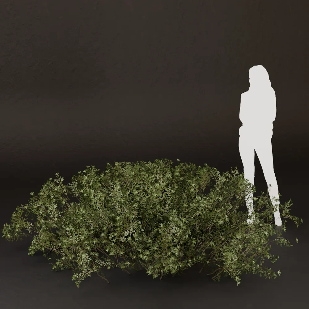 Sj-Light Green Shade Bush