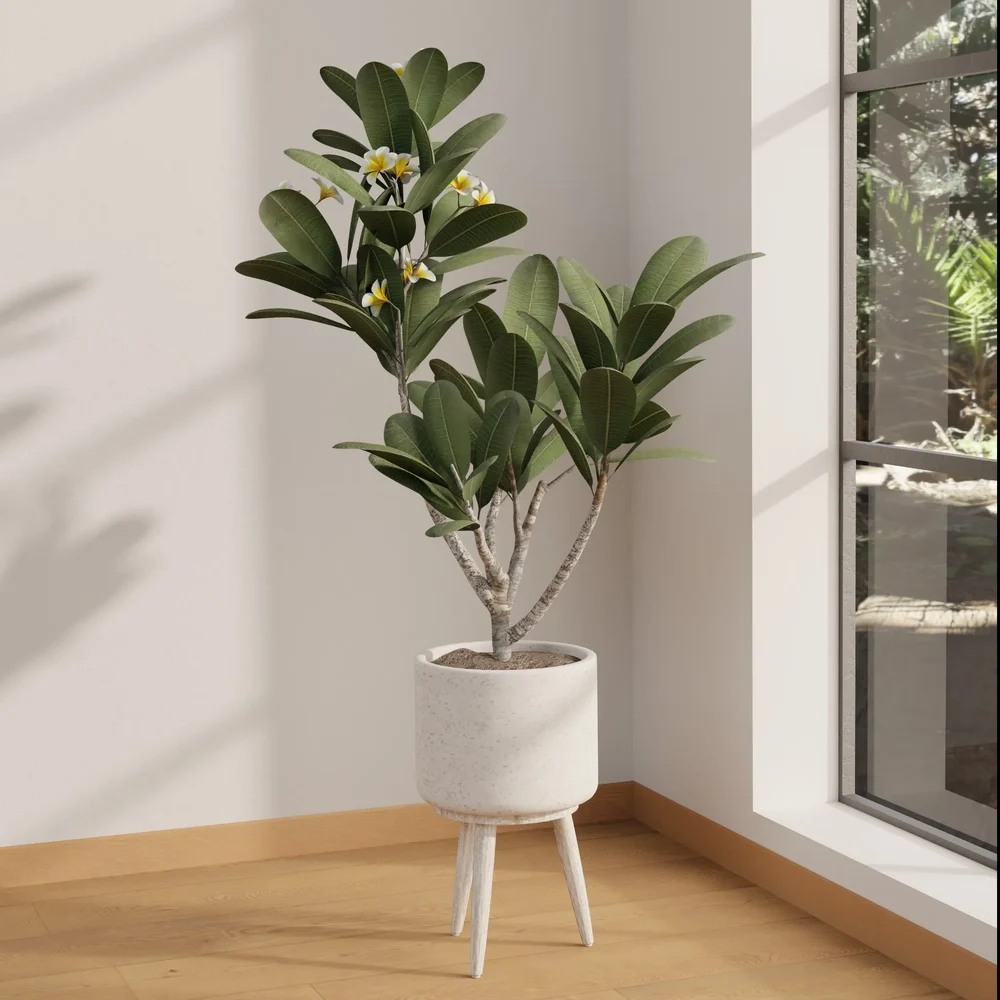 Elegant Frangipani Corner Planter