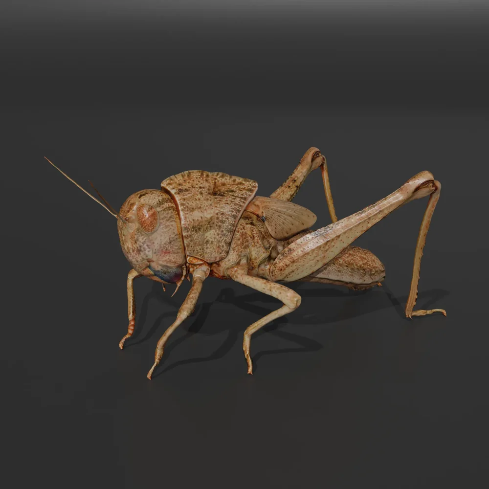 Migratory Locust
