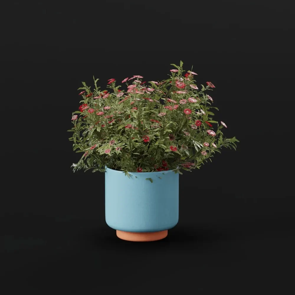 Flower Aster Potted Dense