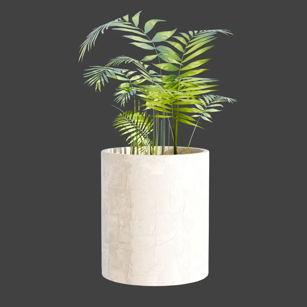 Parlor Palm Plant