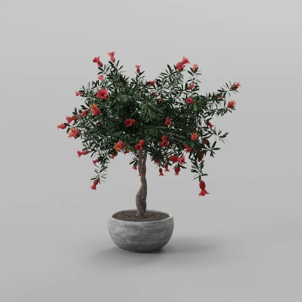 Pomegranate Bonsai Tree