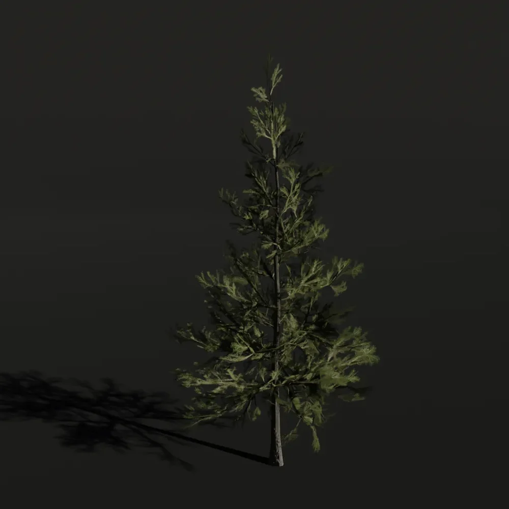 Tree Sabalpinefir D1