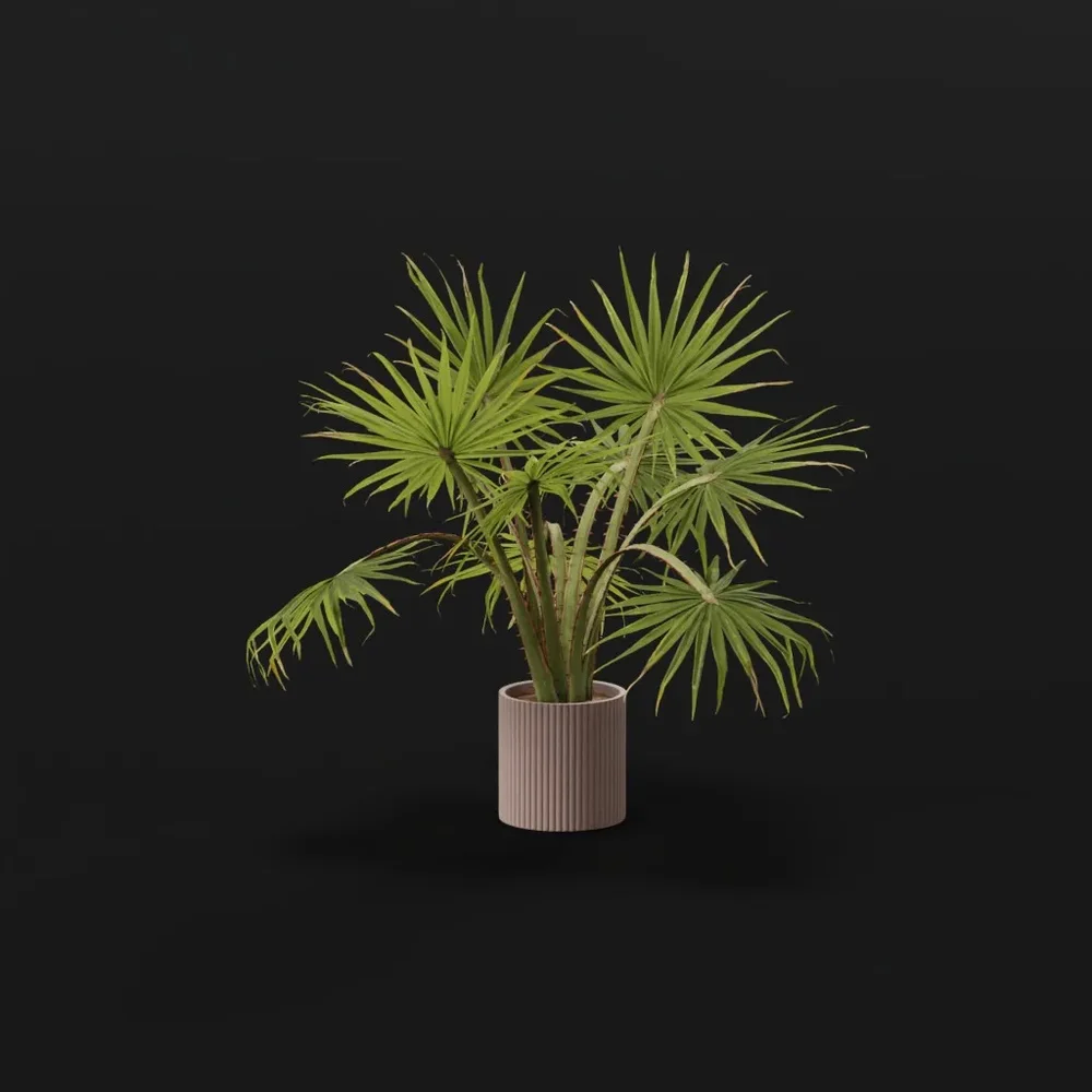 Caraday Palm Sml Pot