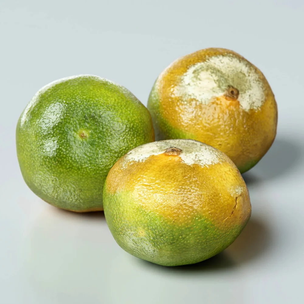 Spoiled Mandarin With Mold