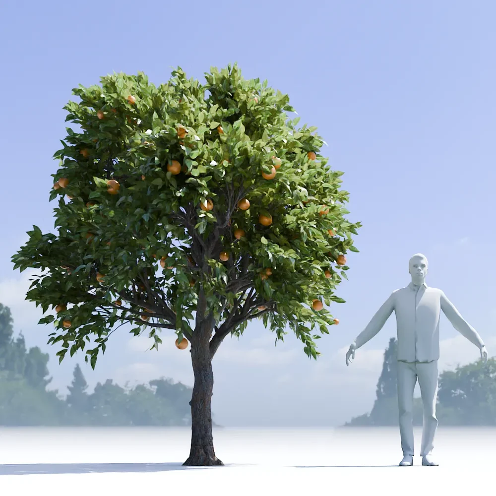 Orange Tree