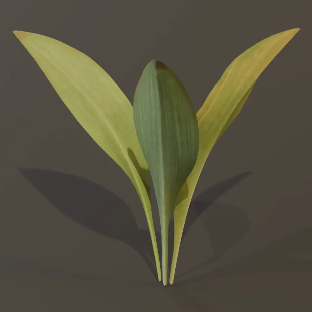 Haran Cast Iron Plant Sprout