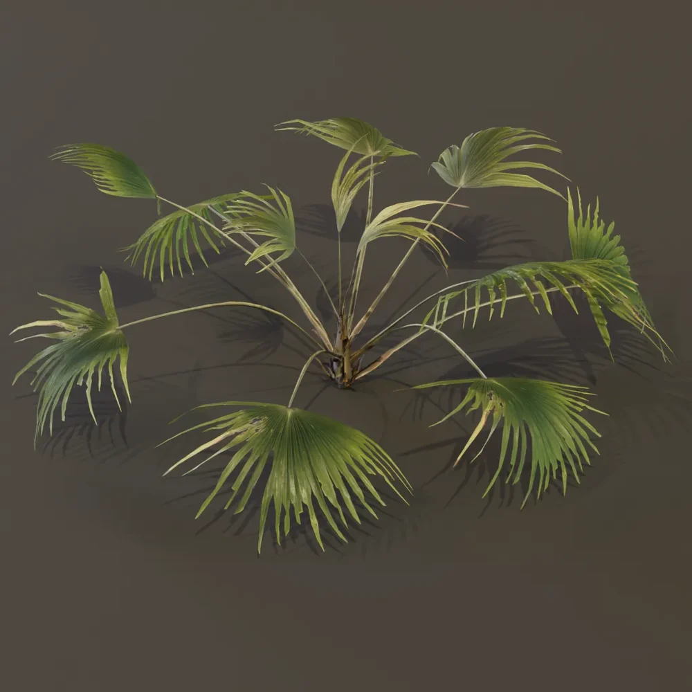 Chinese Palm Wide
