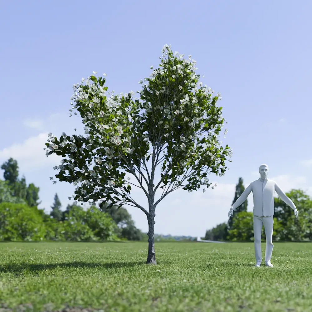 Magnolia Tree