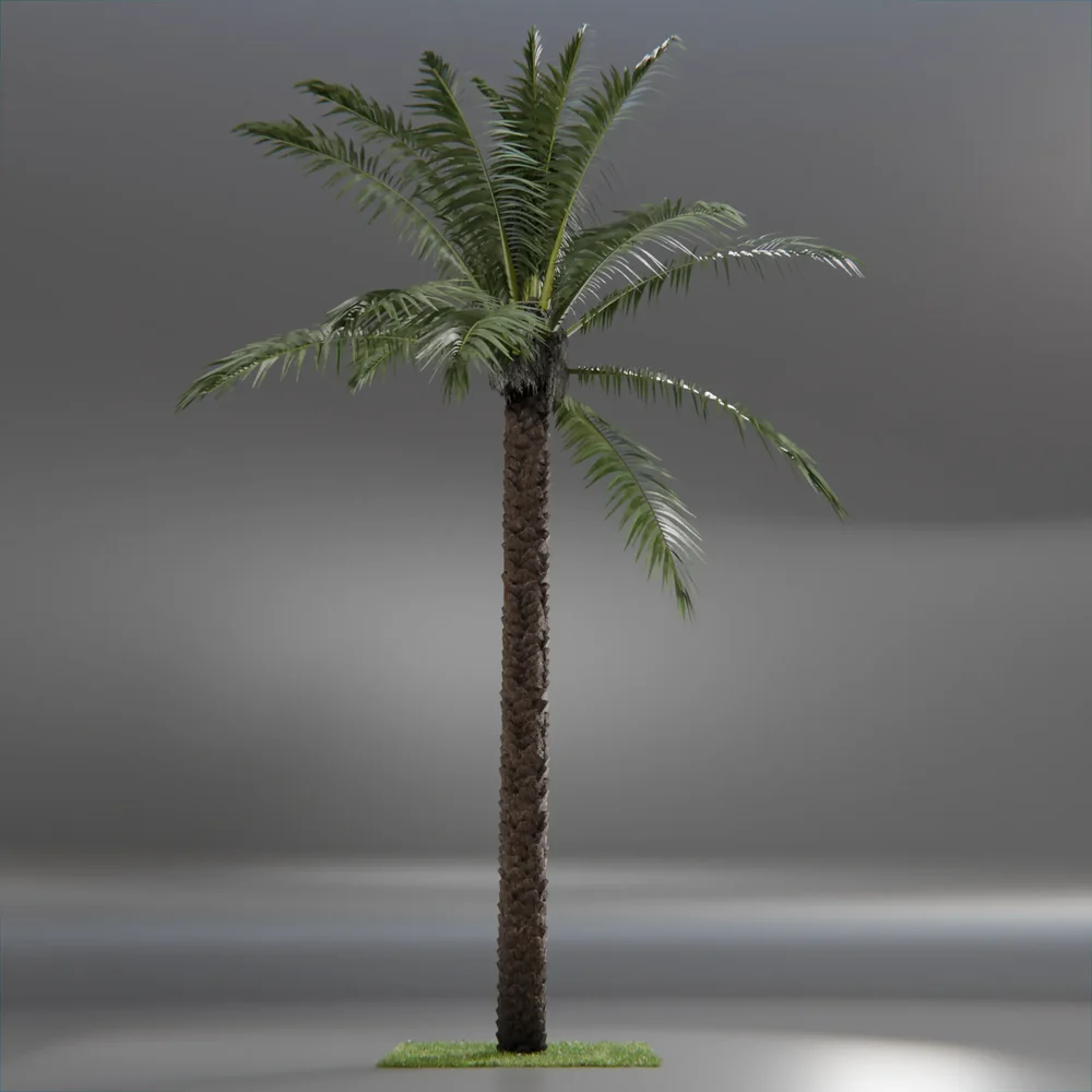 Dactylifera Palm Tree Animated