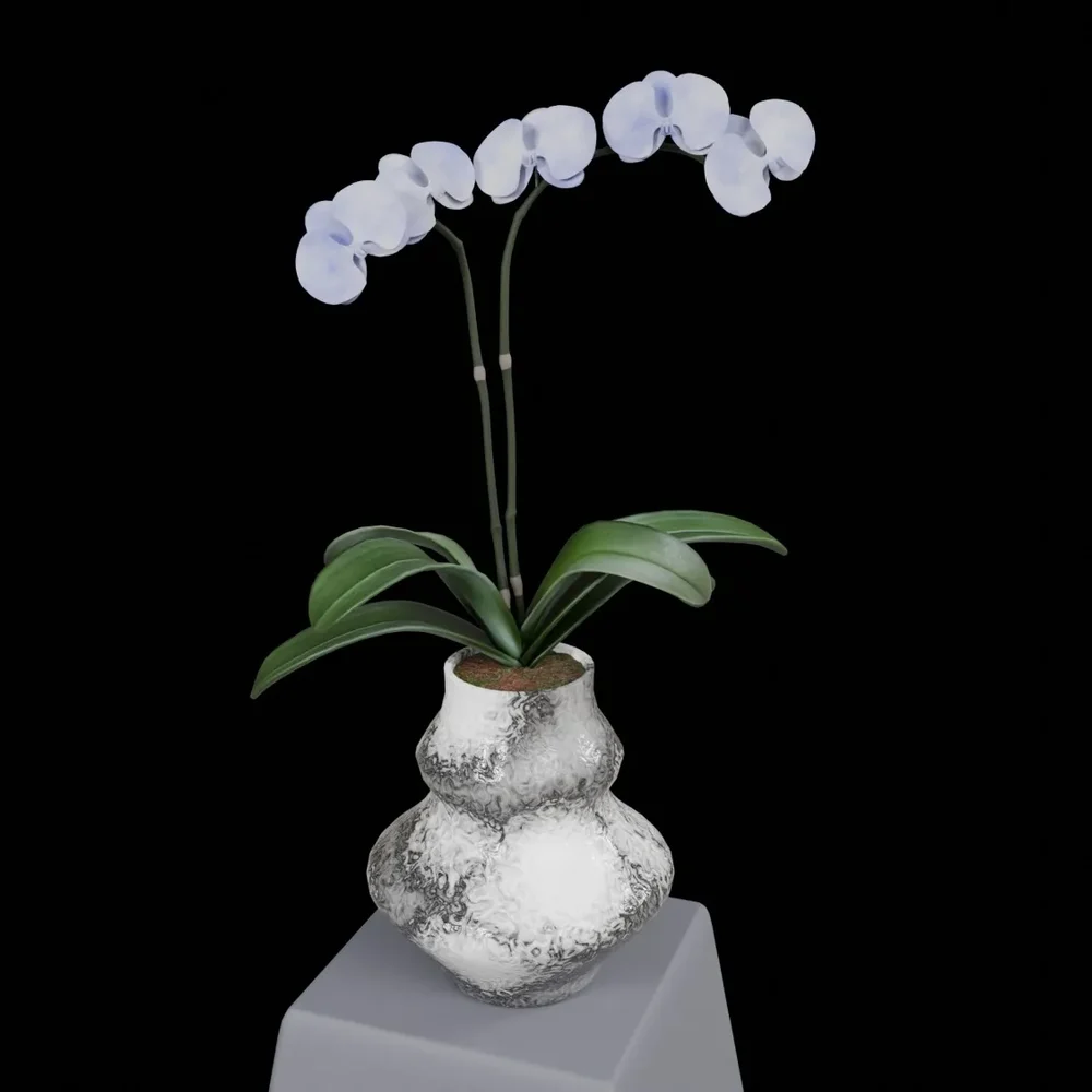 White Phalaenopsis Orchid Flower