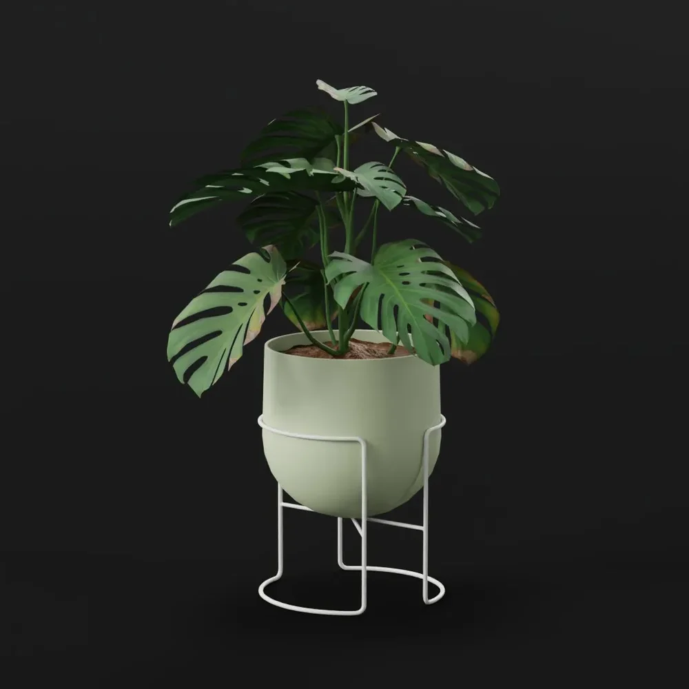 Monestera Plant Young Potted