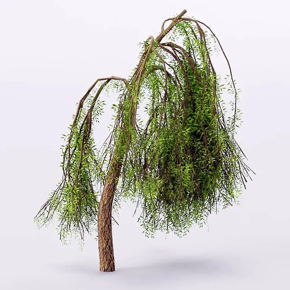 Weeping Willow Tree