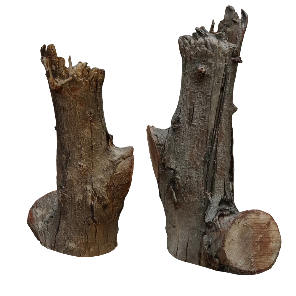 Trunk Scanned