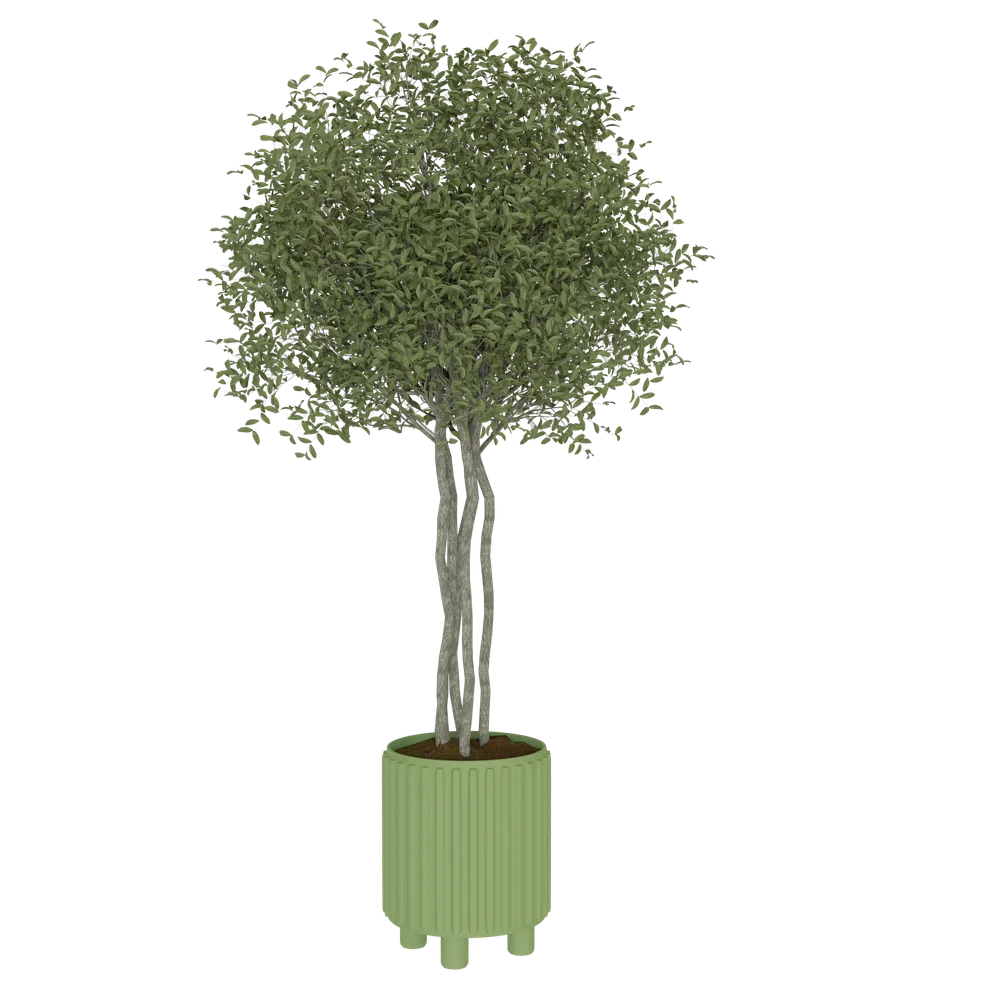 Potted Tree