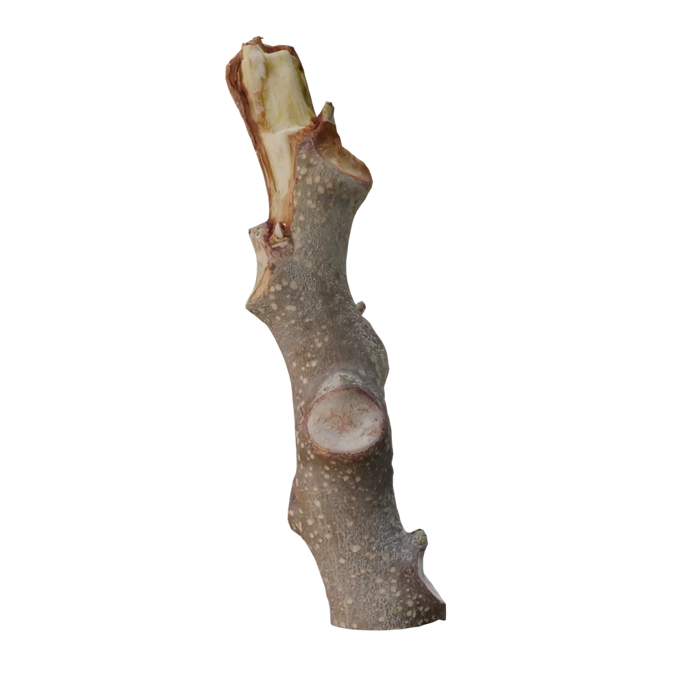Log