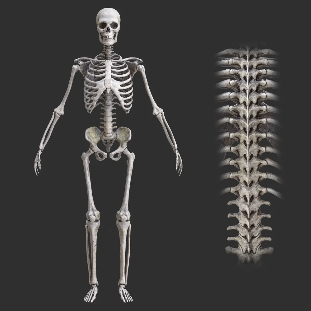 Human Rigged Male Skeleton