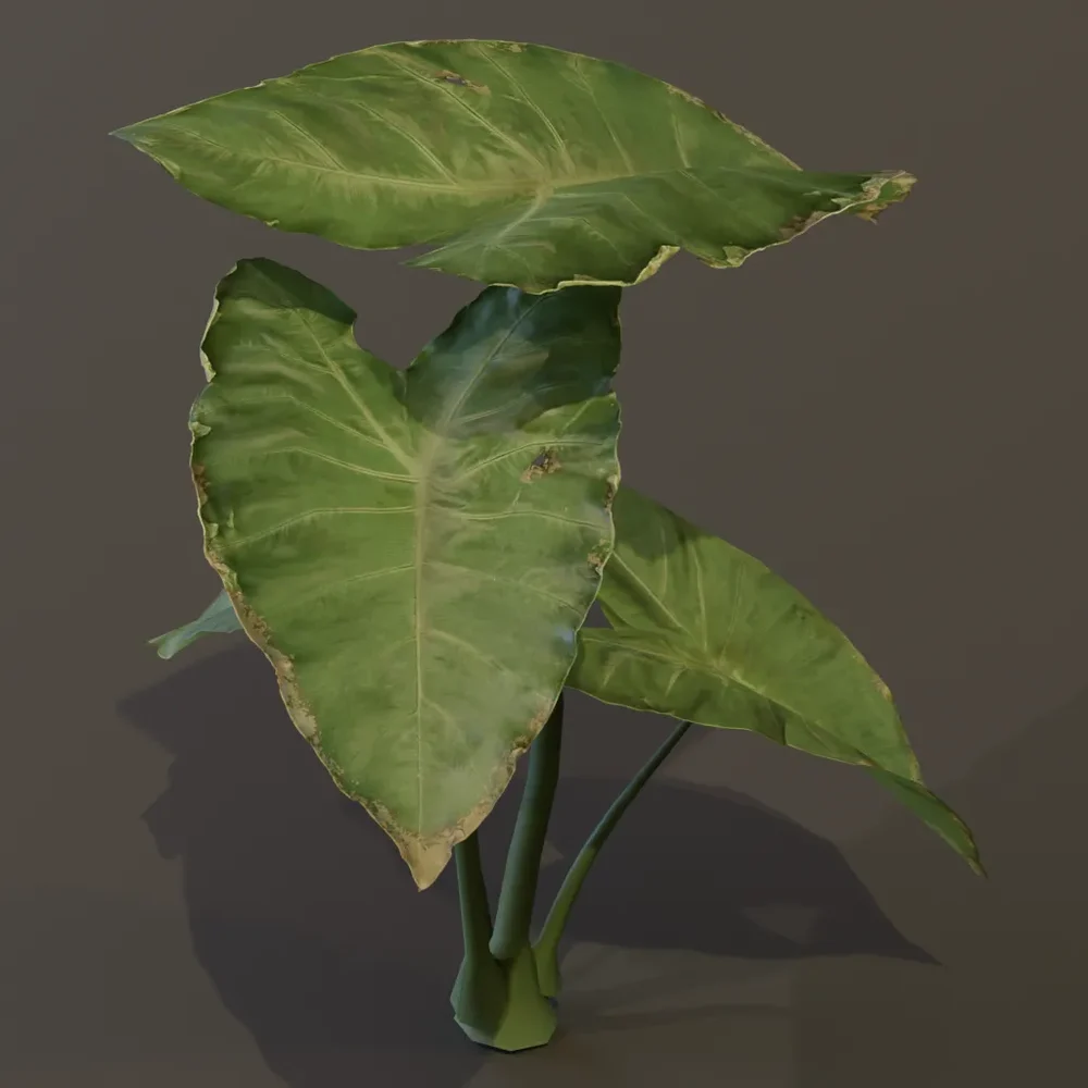 Elephant Ear Taro Plant Small Var