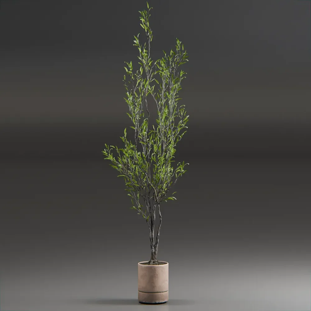 Indoor Plant Olive