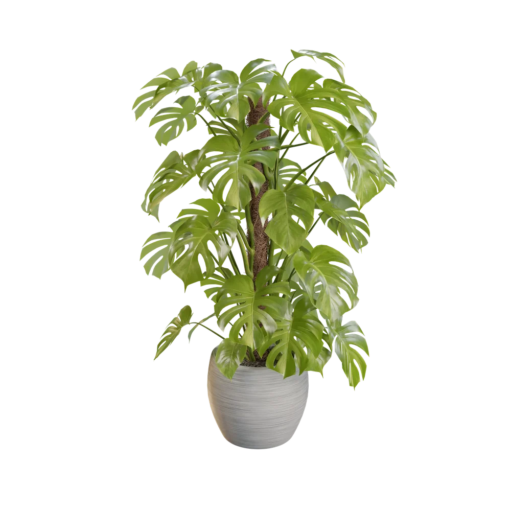 Monstera Plant