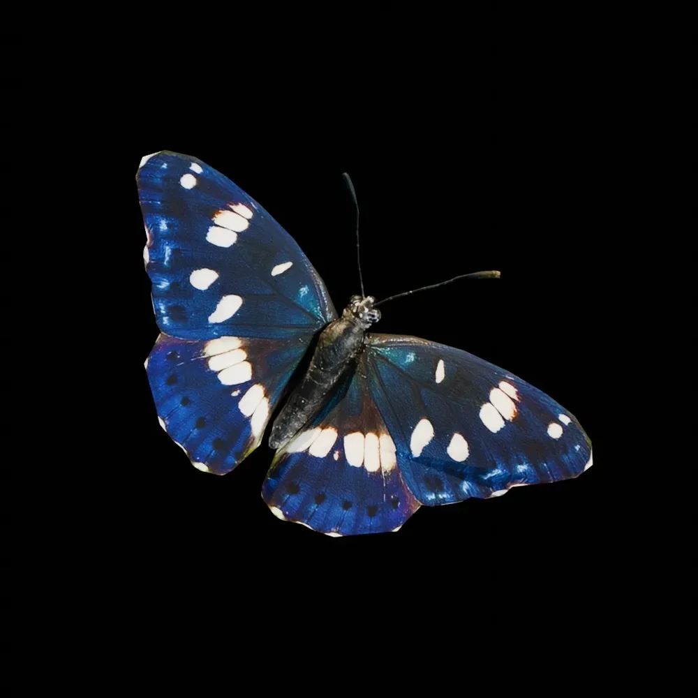 Real Butterfly