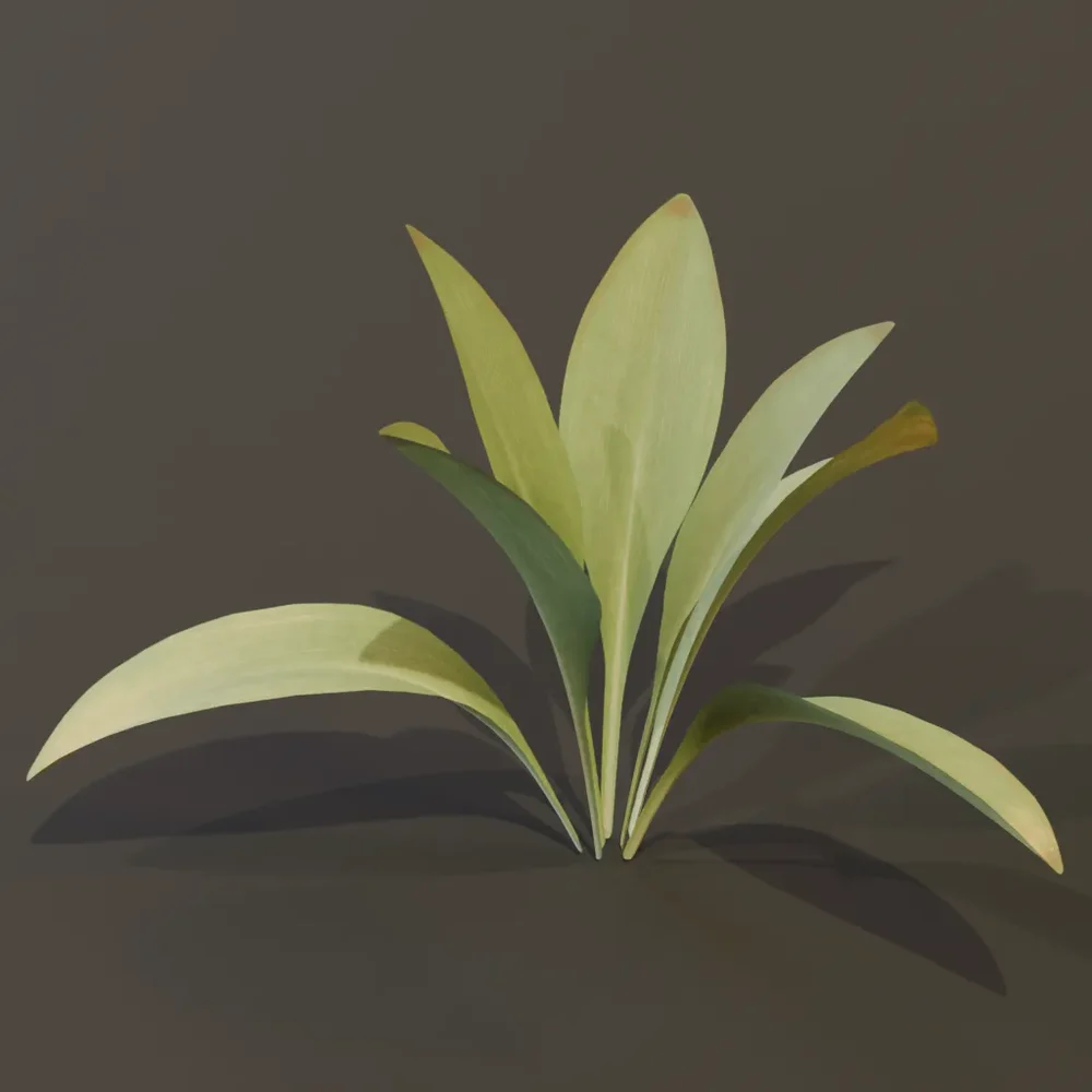 Haran Cast Iron Plant Tiny