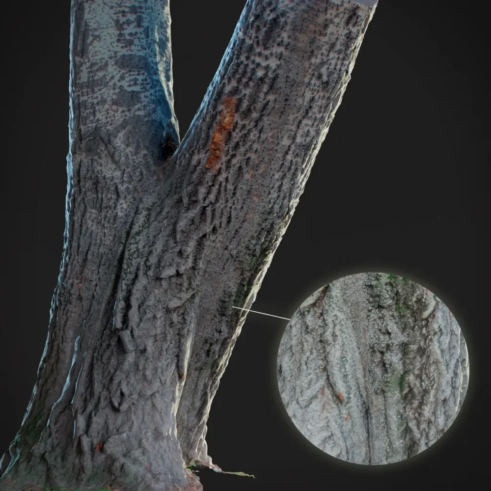 The Trunk Of An Old Poplar Tree