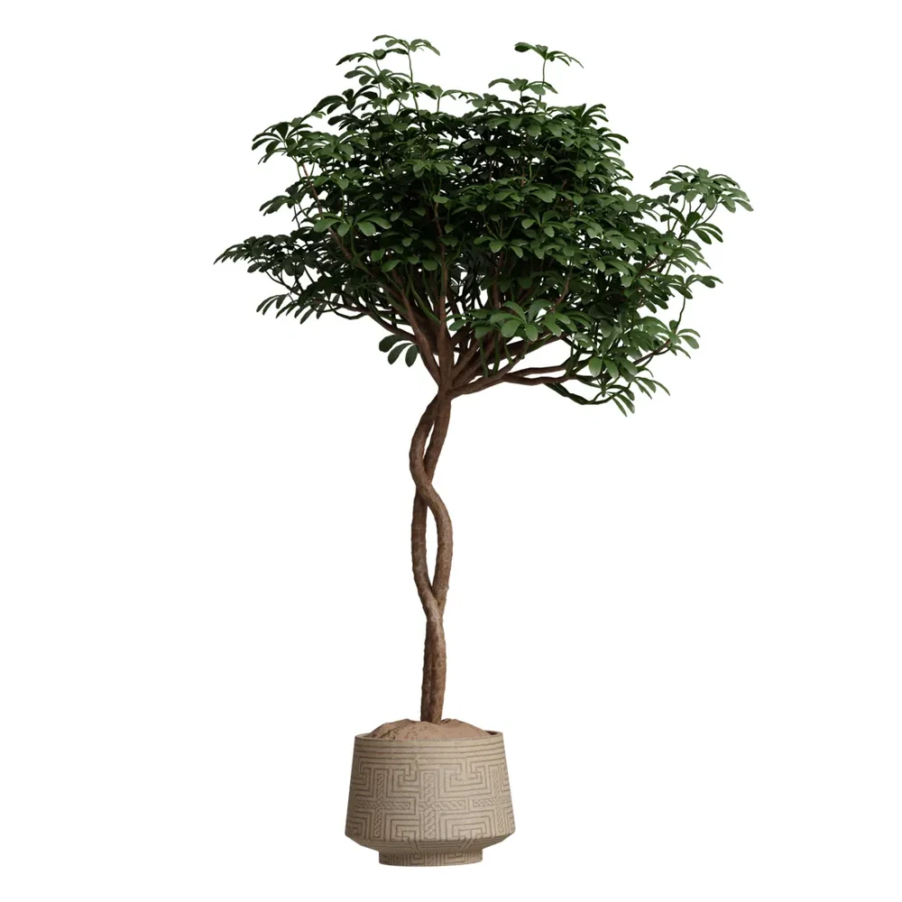 Schefflera Arboricola Umbrella Set