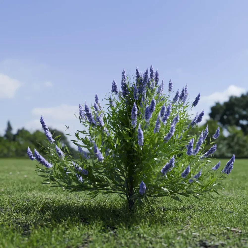 Shurb Spirea Care Blue Mist Animated