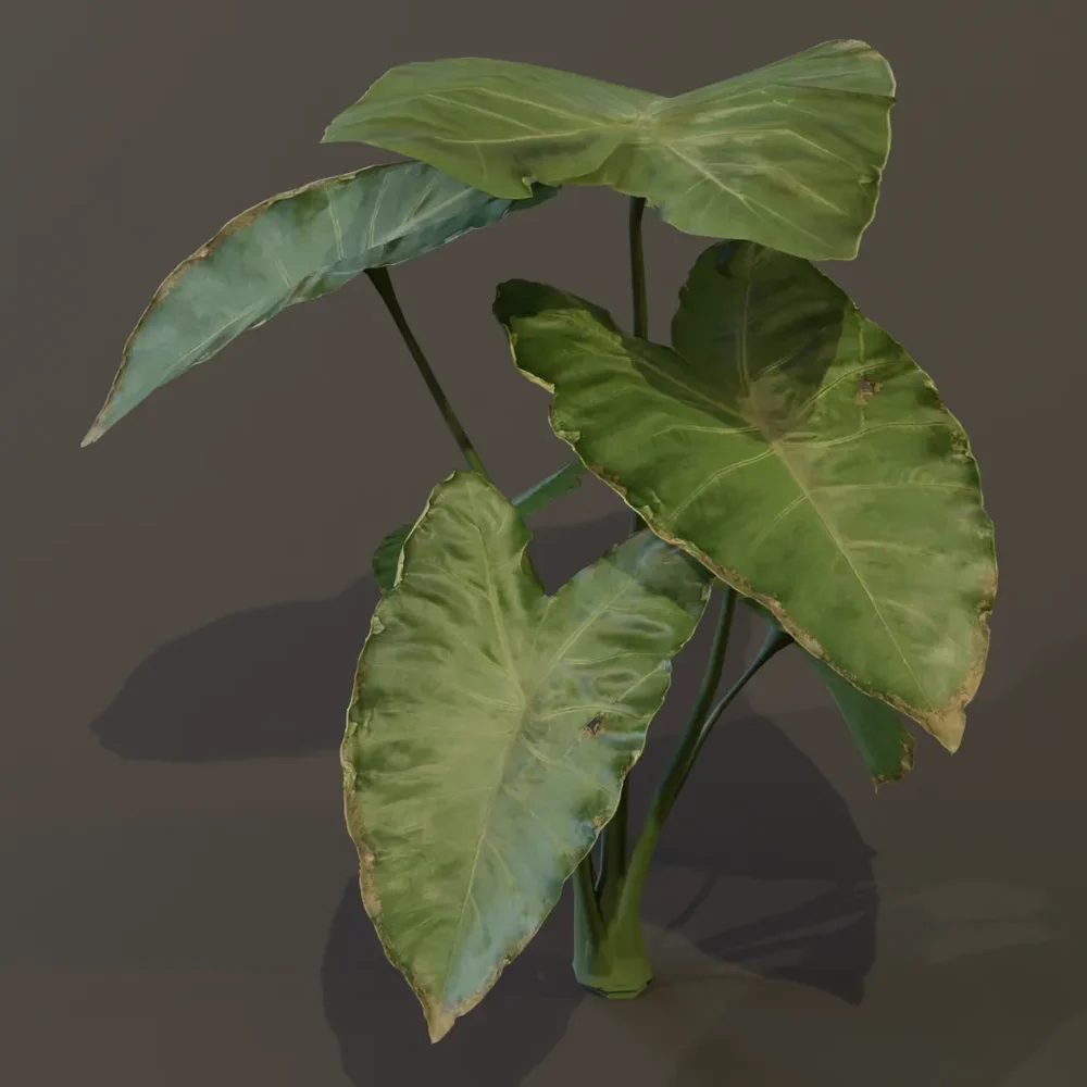 Elephant Ear Taro Plant Tall