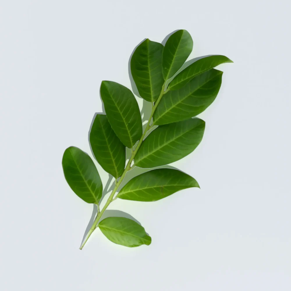 Laurel Leaves