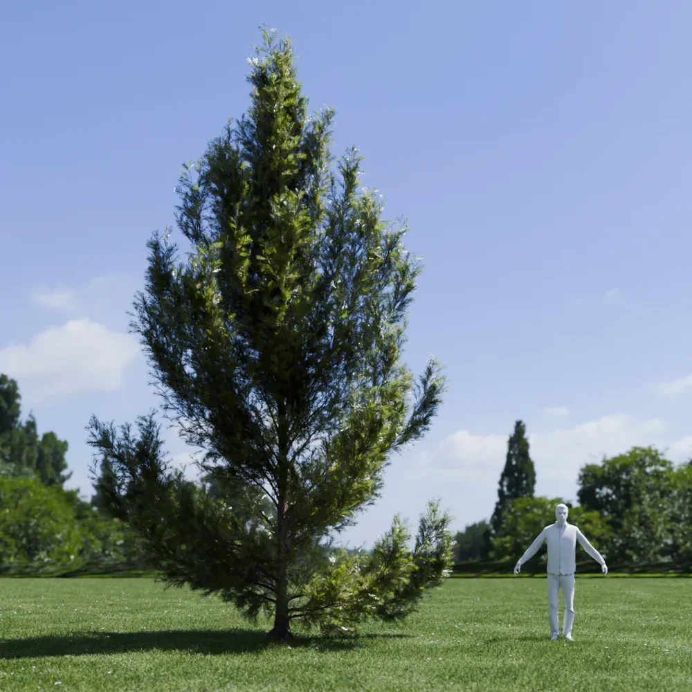 Pine Tree - Pinus Flexilis Animated
