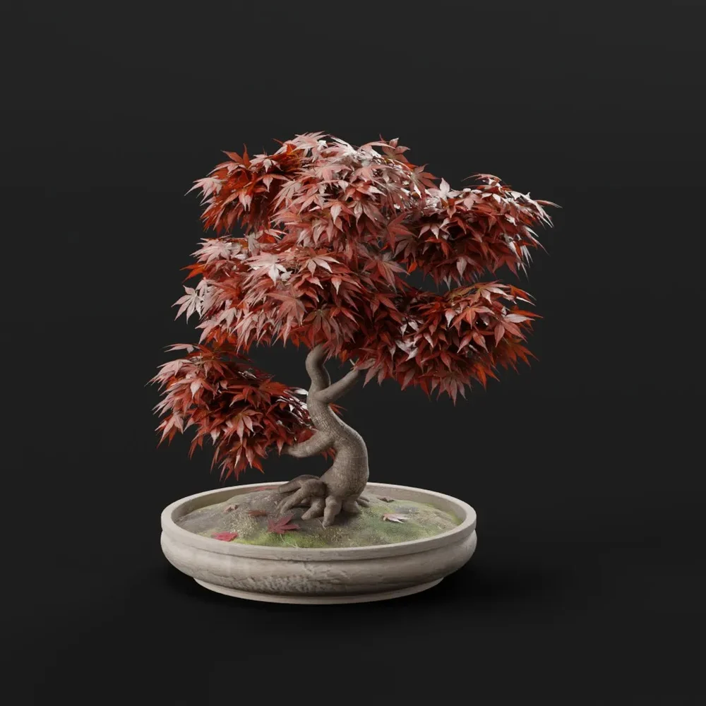 Japanese Bonsai