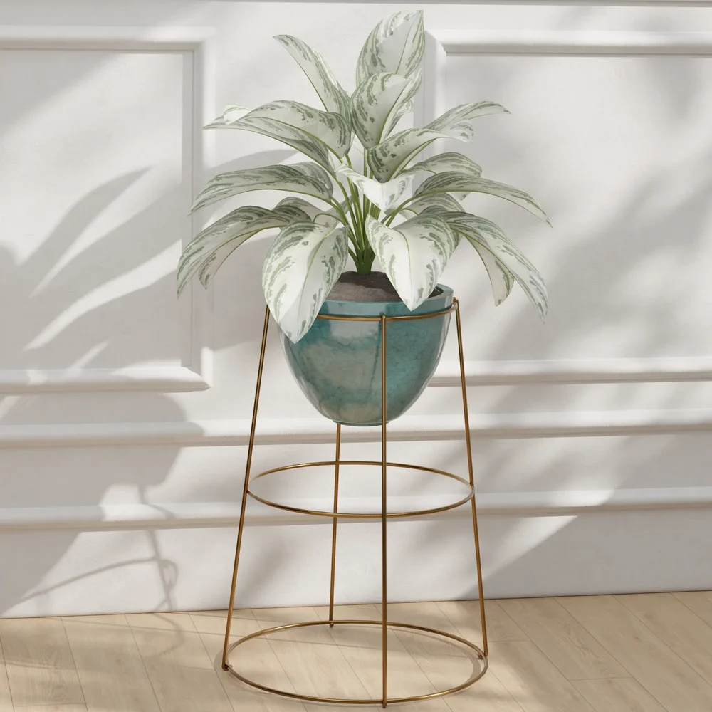 Aglaonema Gold Stand