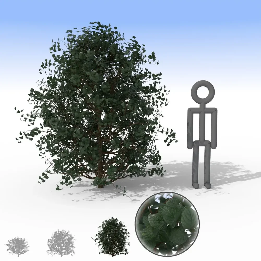 Dark Shiny Leaf Bush - Large