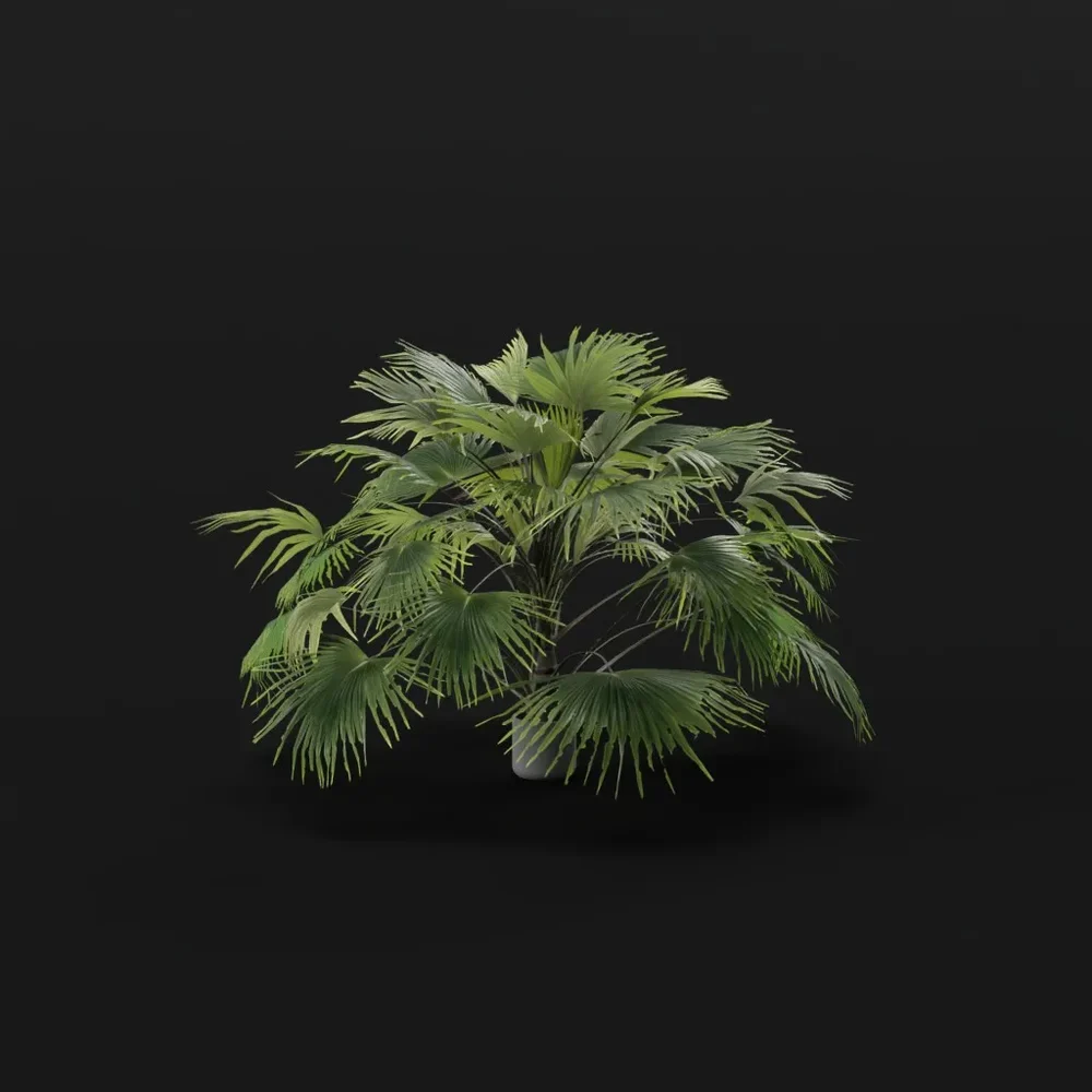 Fan Palm Large Potted