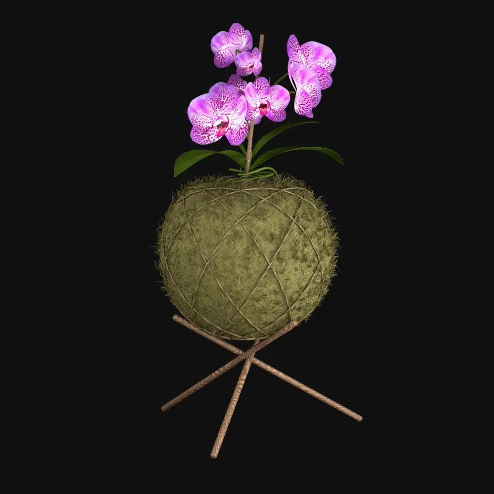 Orchid Plant On Moss Ball Kokedama