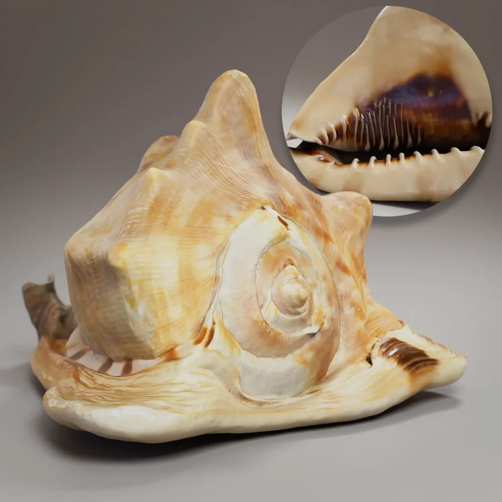 Seashell - Cassis Tuberosa