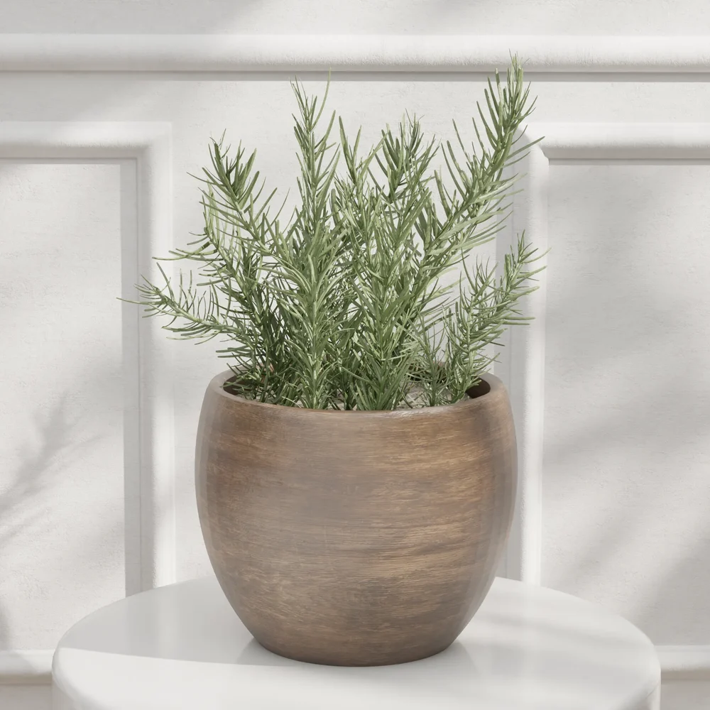 Rosemary Potted Plant