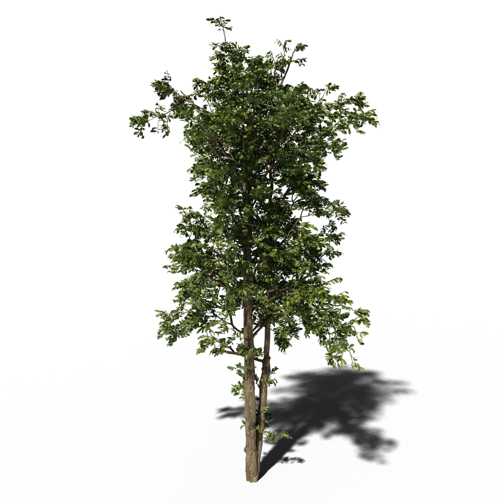 Combretum Wild Tree V1