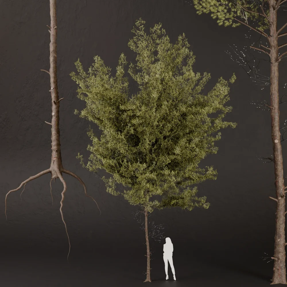 Sj-Lush Pine Refuge