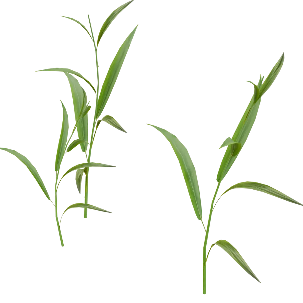 Outdoor Small Plant